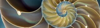 nautilus - copyright by pixxel_imaging